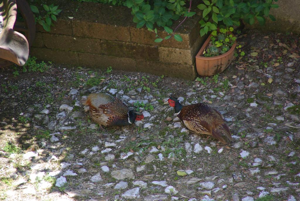 Agriturismo Cervano Toscolano-Maderno Exterior foto